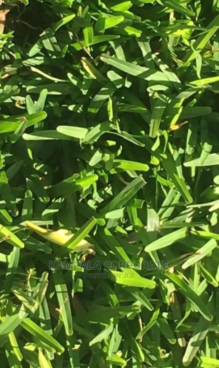 Compound Grass Offer Free Planting