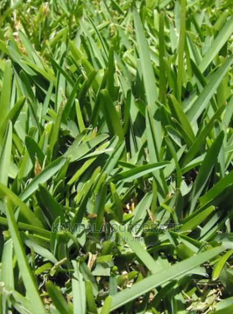 Natural Grass for Compound Free Planting