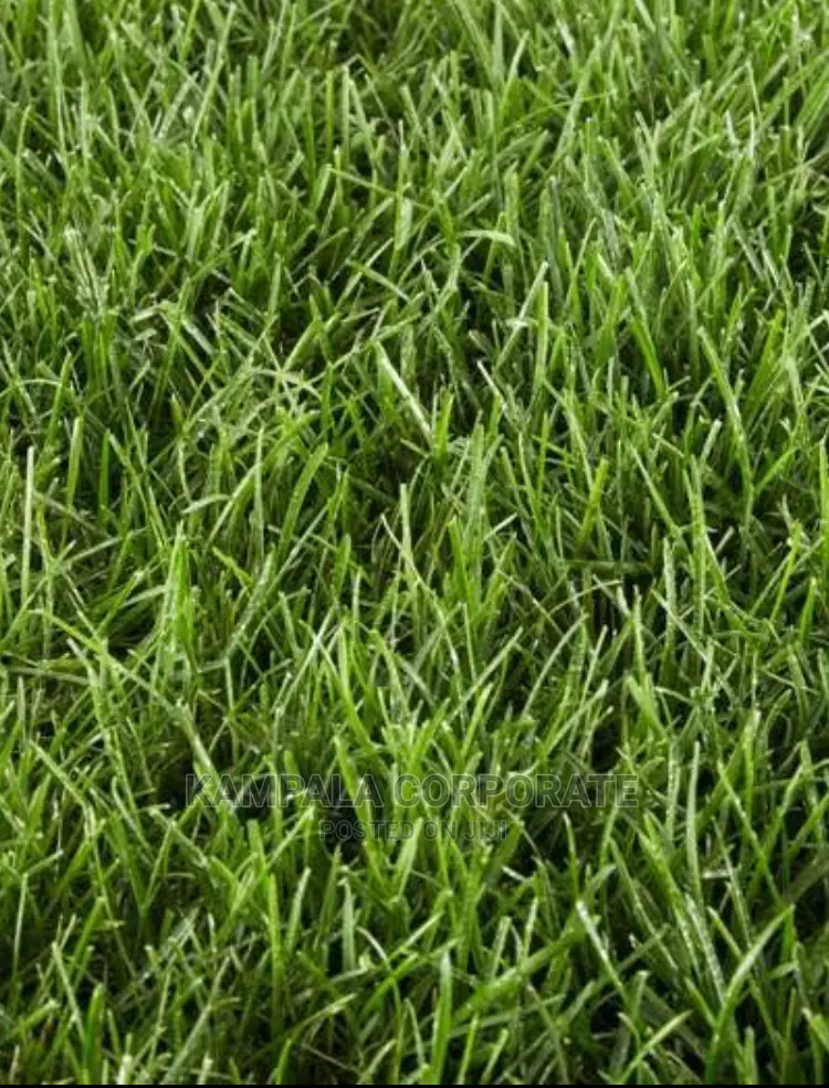 Natural Grass for Compound Free Planting