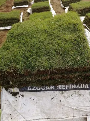 Natural Paspalum Grass/Carpet Grass