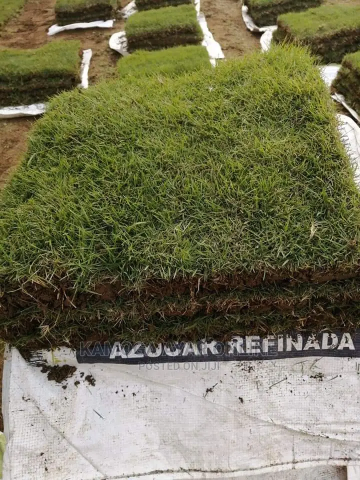 Natural Paspalum Grass/Carpet Grass