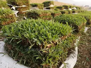 Paspalum Grass/Natural Grass Carpet and Design
