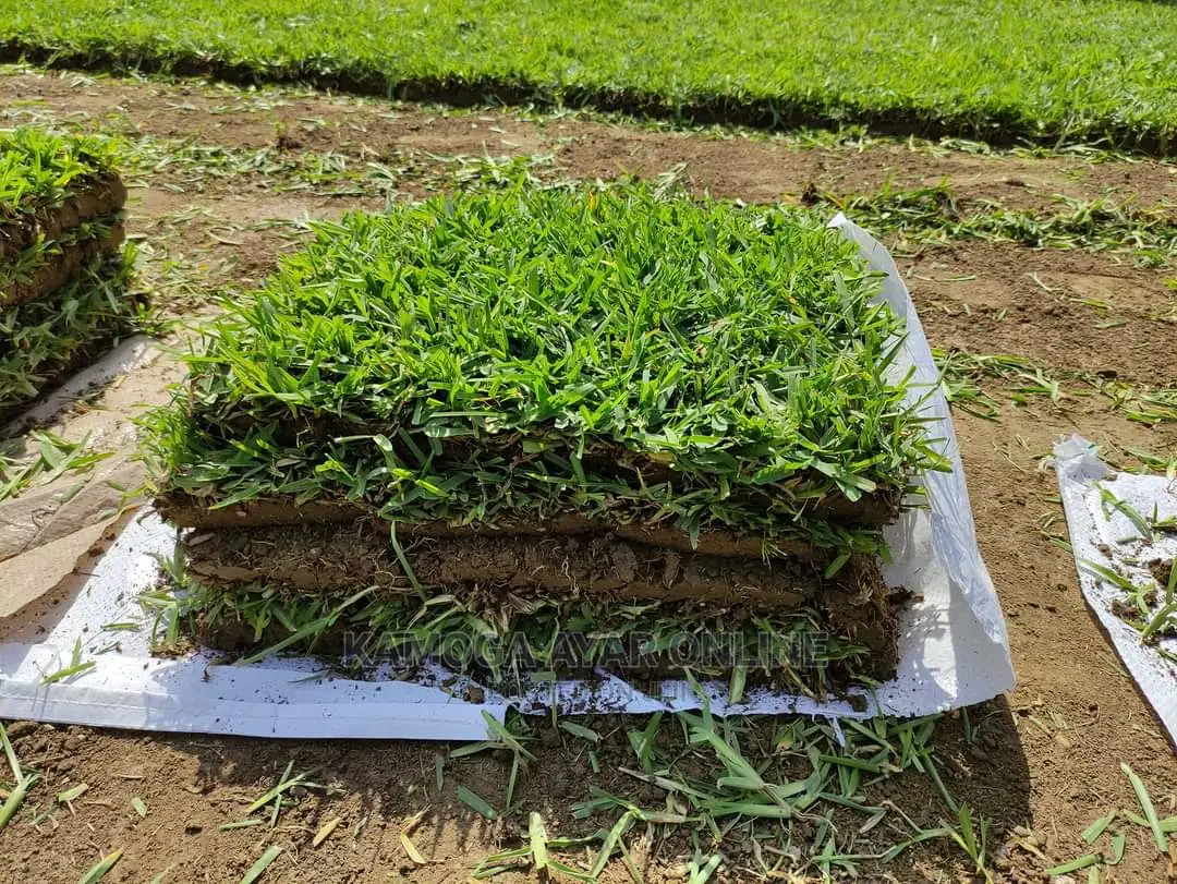 Paspalum Grass, Natural Grass