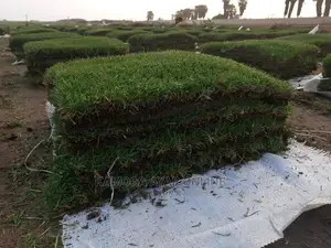 Natural Paspalum Grass Lawn