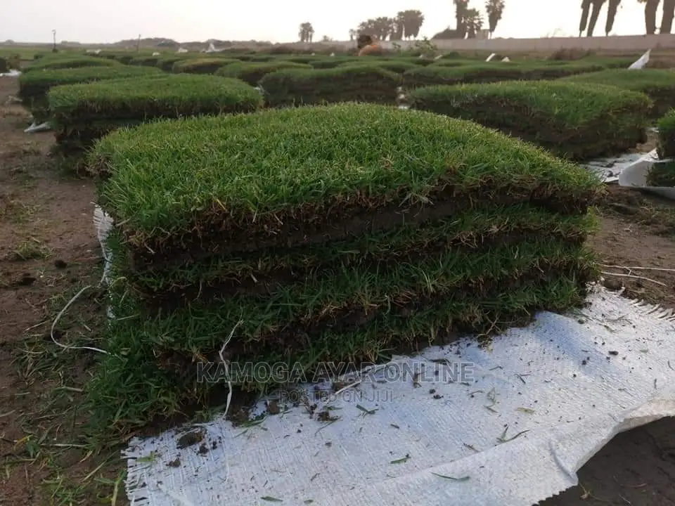 Natural Paspalum Grass Lawn