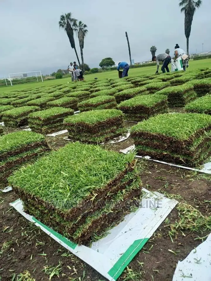 Paspalum Natural Grass