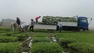Natural Grass and Paspalum Grass