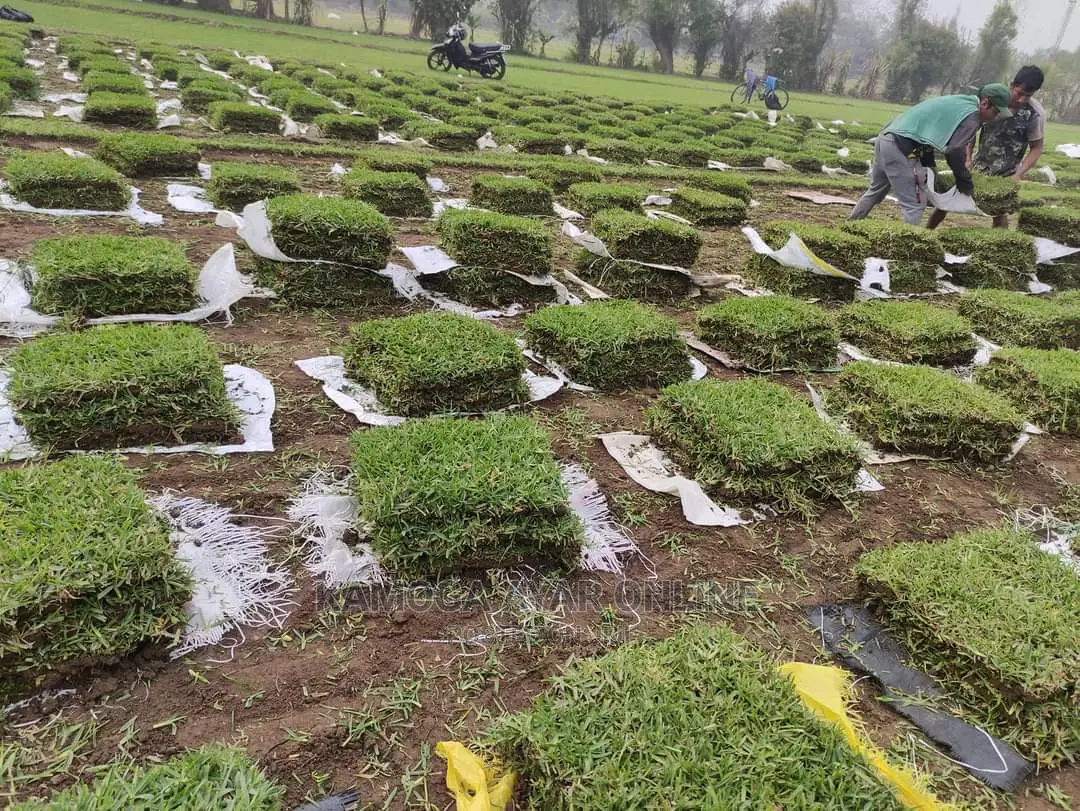 Hybrid Lawn Paspalum Grass`