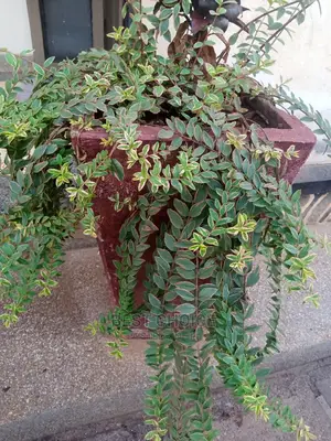 Zinc Flower, and Pots for Sell