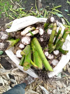 Yam Seeds for Sell