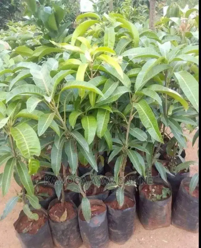 Hybrid Mango Tree Seedling