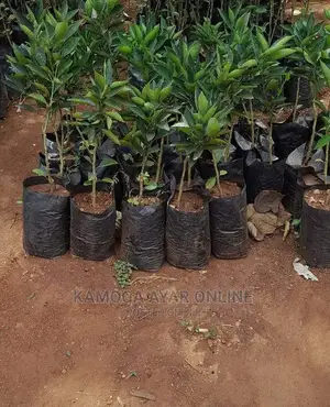 Hybrid Orange Tree Seedlings
