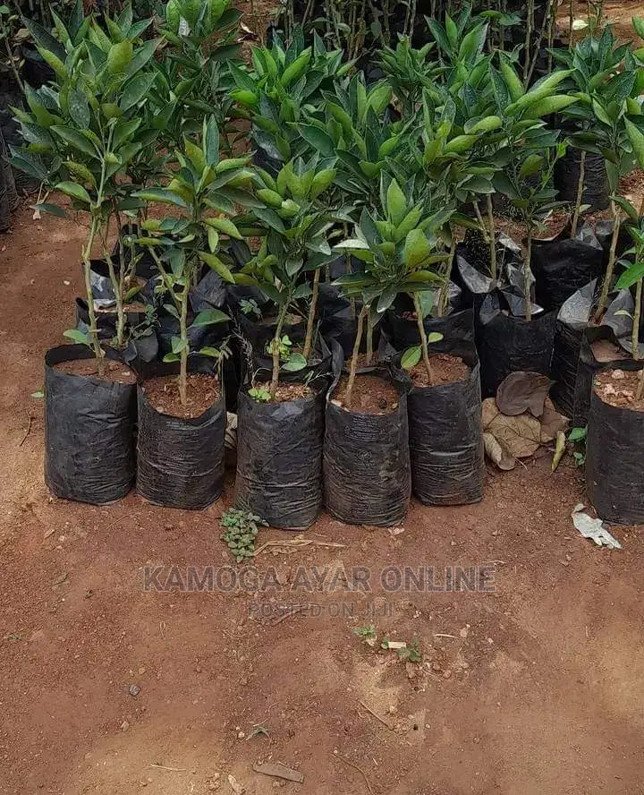 Hybrid Orange Tree Seedlings