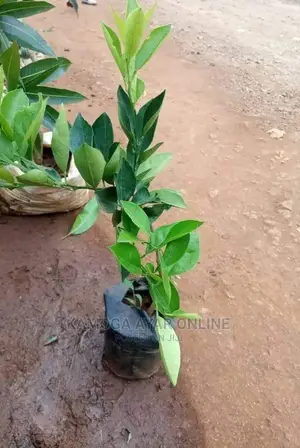 Hybrid Orange Tree