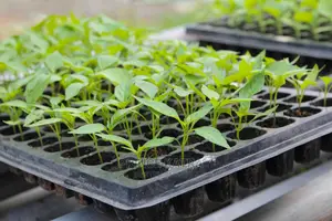 Seedling Trays