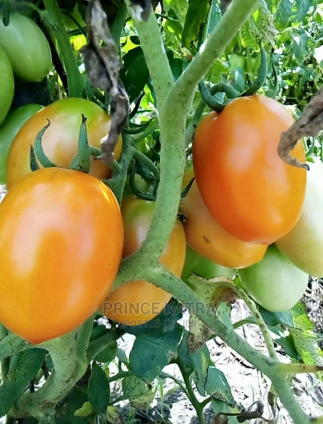 Tomato Variety: Comando F1