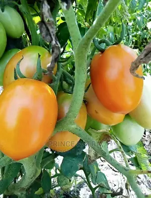 Tomato Variety: Comando F1