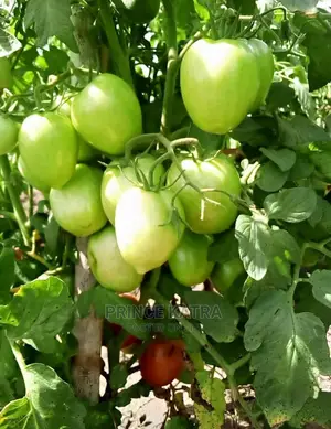 Tomato Variety: Comando F1