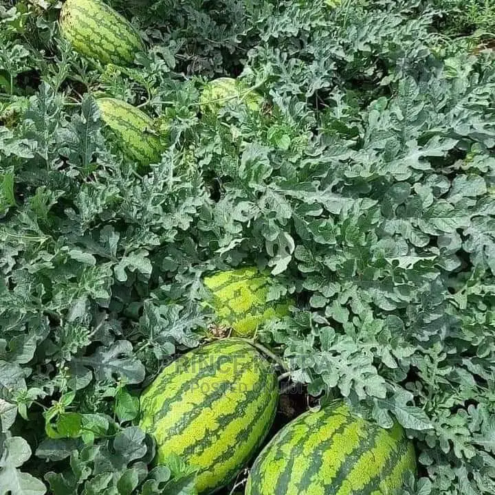 Watermelon :Yash F1