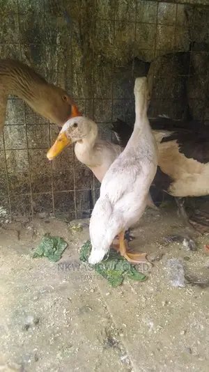 Indian Runner Ducks