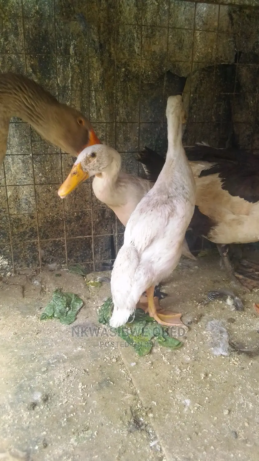 Indian Runner Ducks