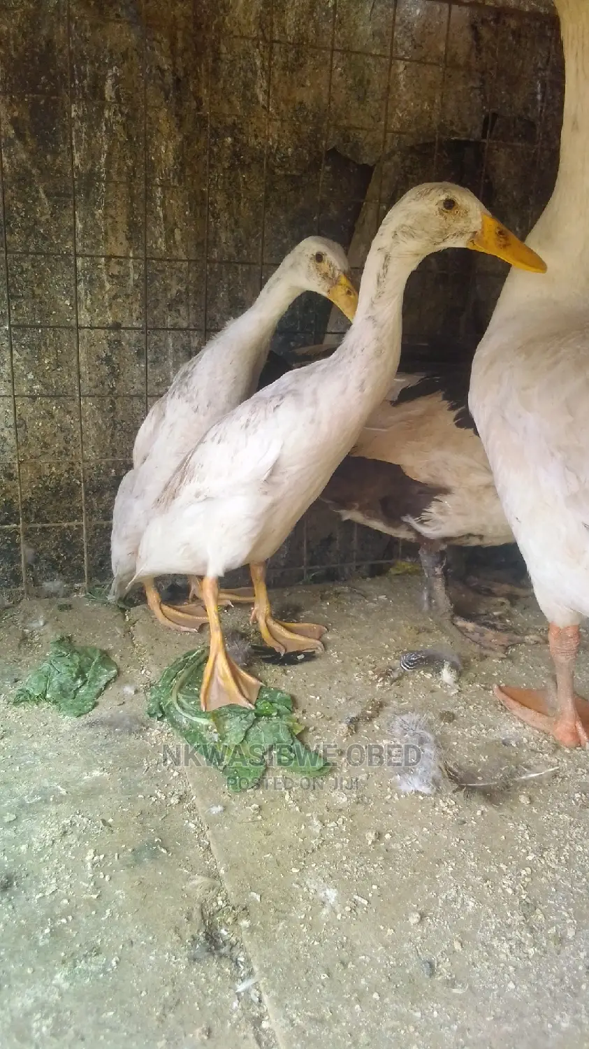 Indian Runner Ducks