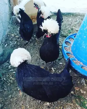 Polish Chicken