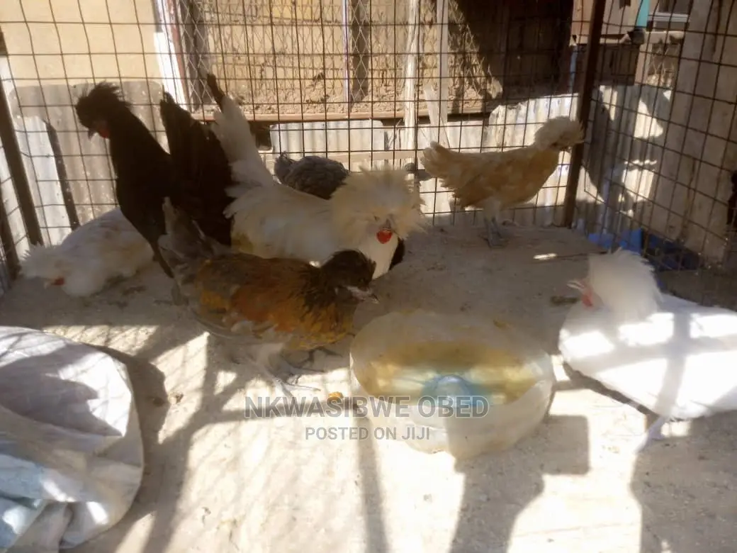 Polish Chicken
