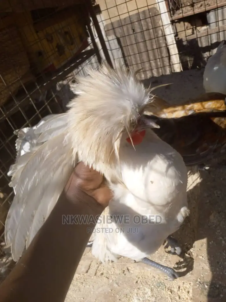 Polish Chicken