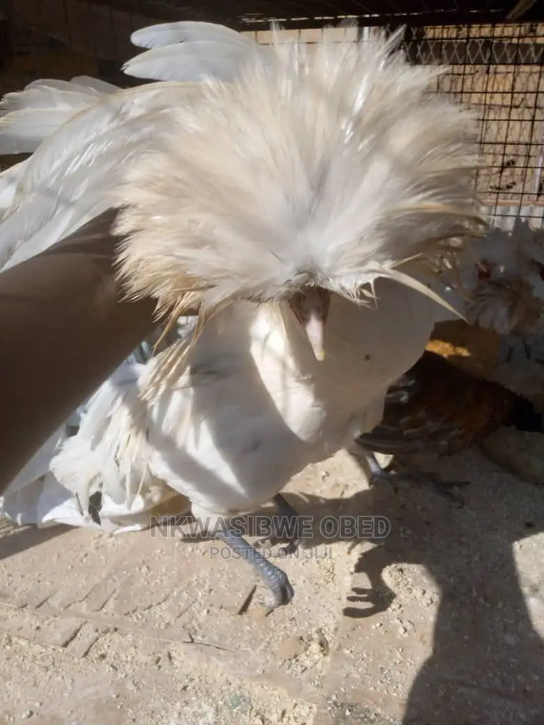 Polish Chicken