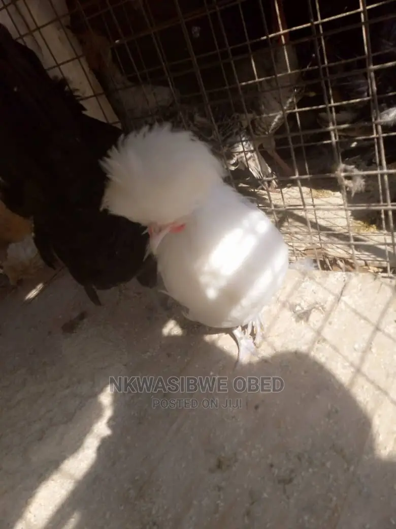 Polish Chicken