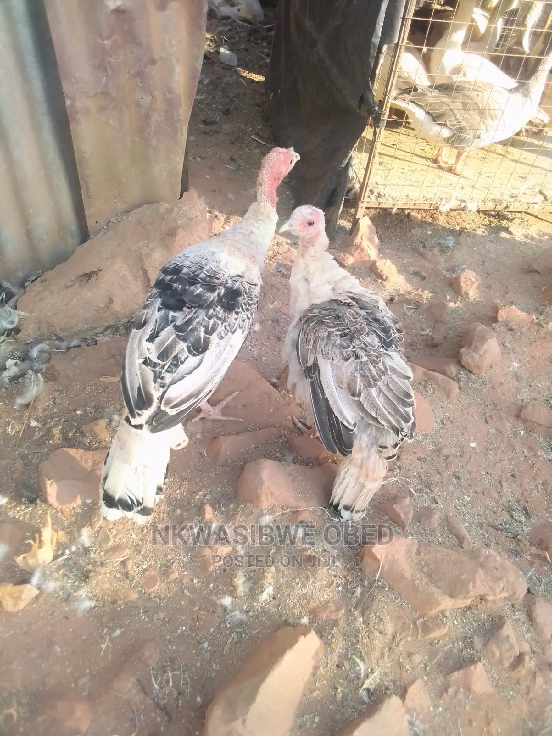 Young Turkeys