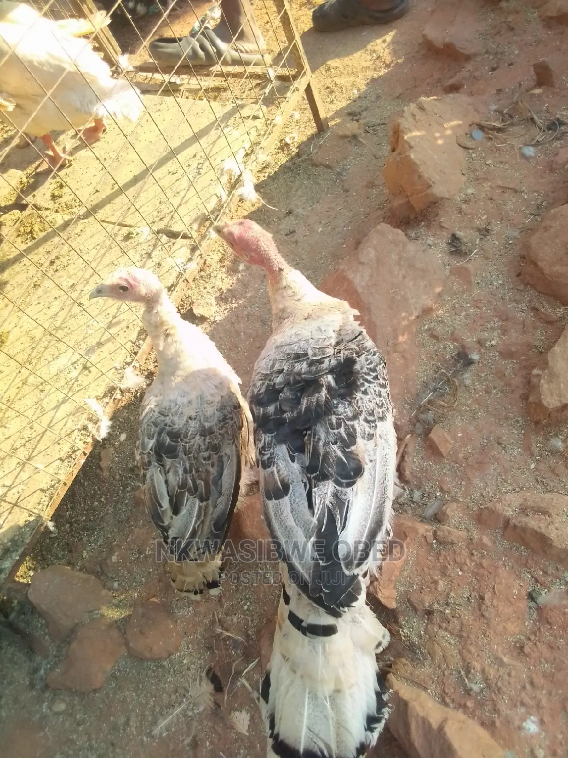 Young Turkeys