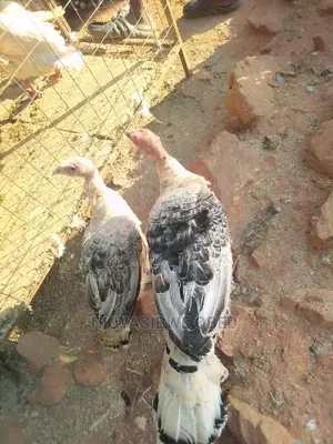 Young Turkeys