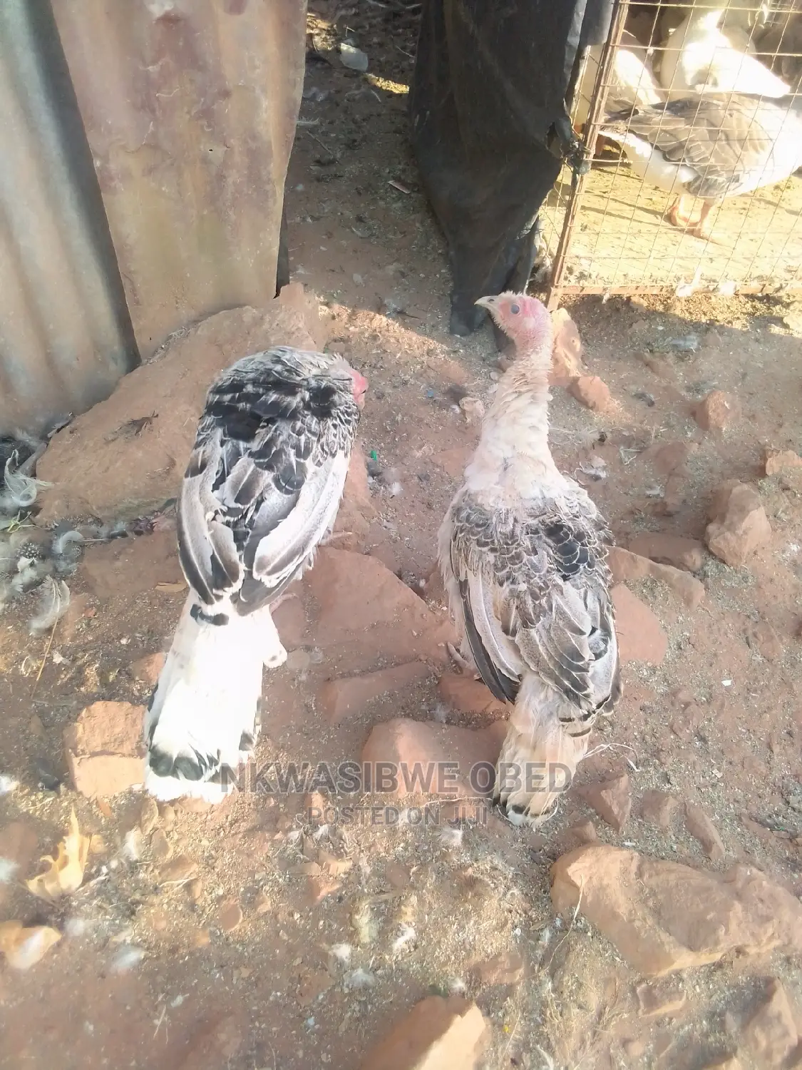 Young Turkeys