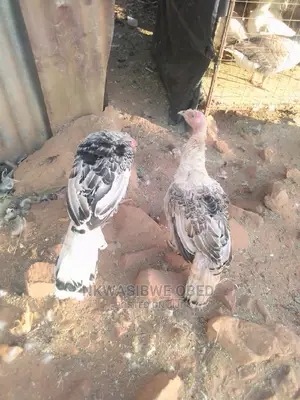 Young Turkeys