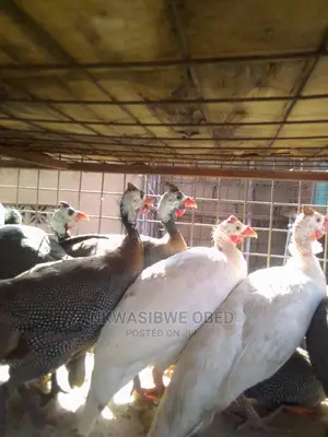 Sparkled Guinea Fowls