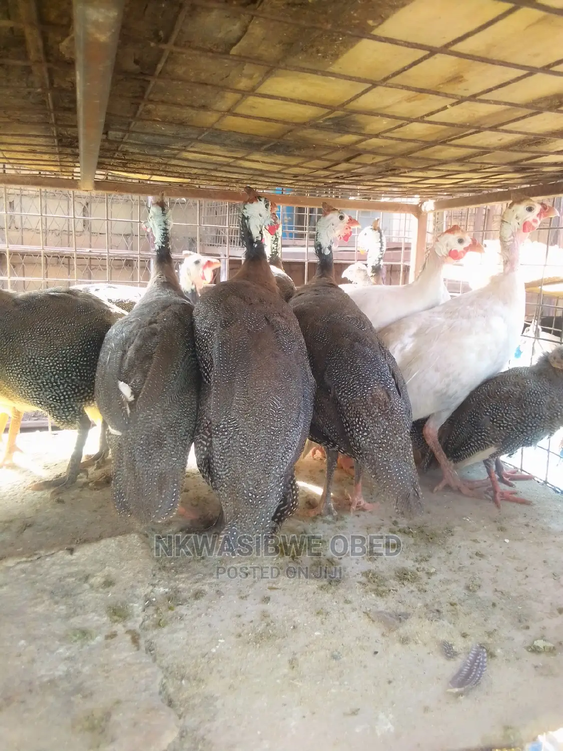 Sparkled Guinea Fowls