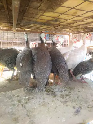 Sparkled Guinea Fowls