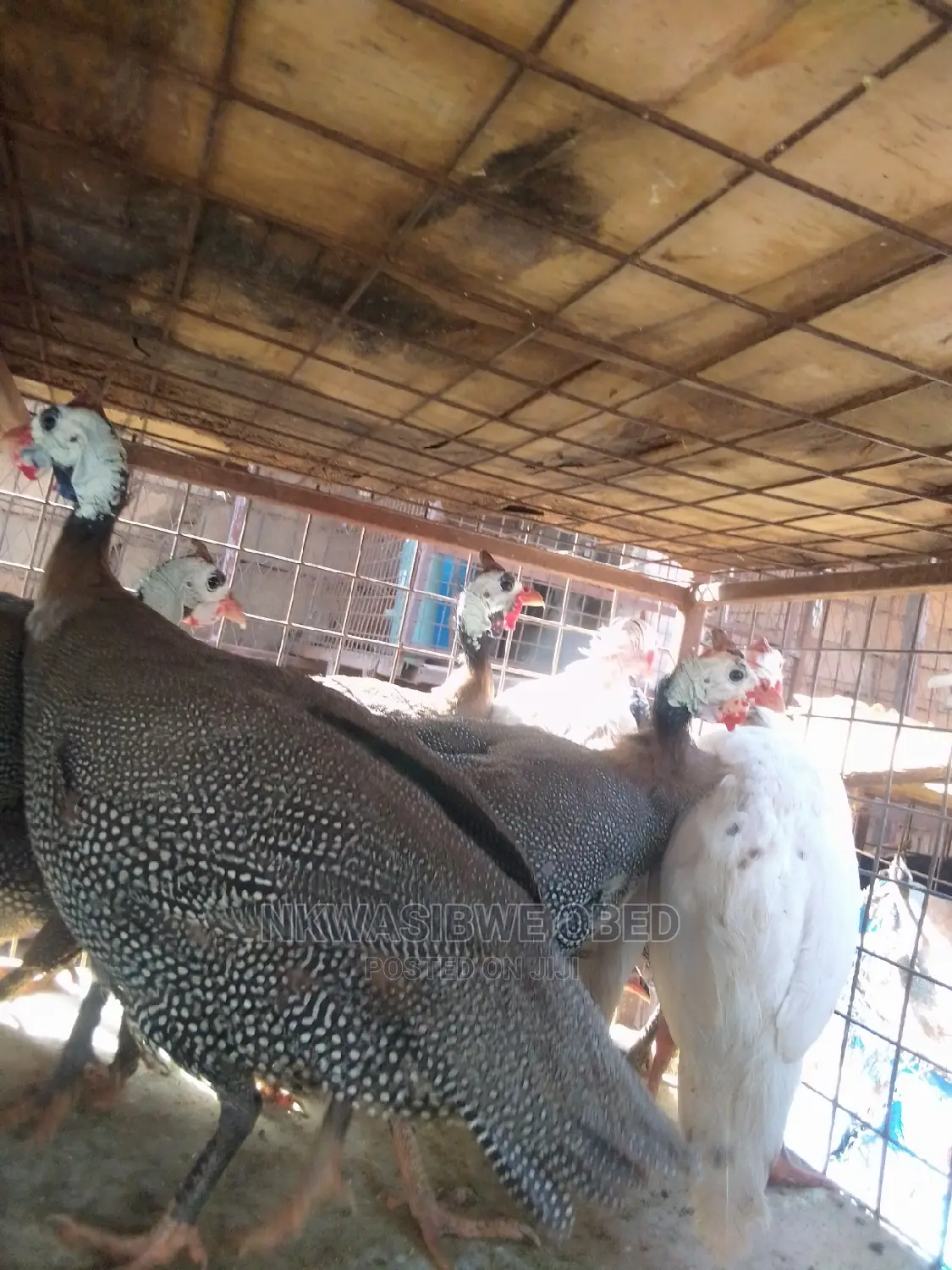 Sparkled Guinea Fowls