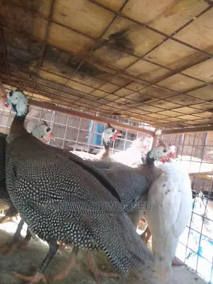 Sparkled Guinea Fowls