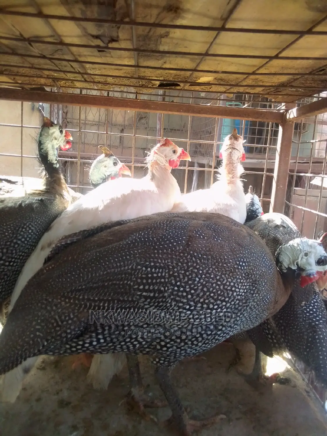 Sparkled Guinea Fowls