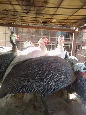 Sparkled Guinea Fowls