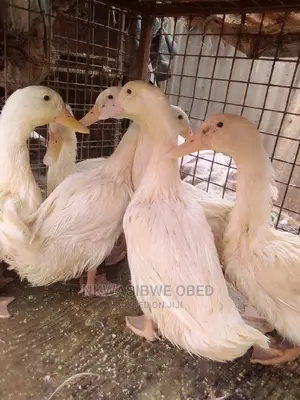 Jumbo Pekin Ducks