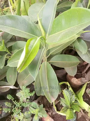 Rubber Plants