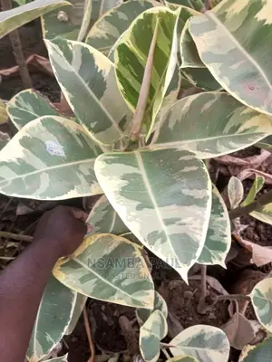 Rubber Plants