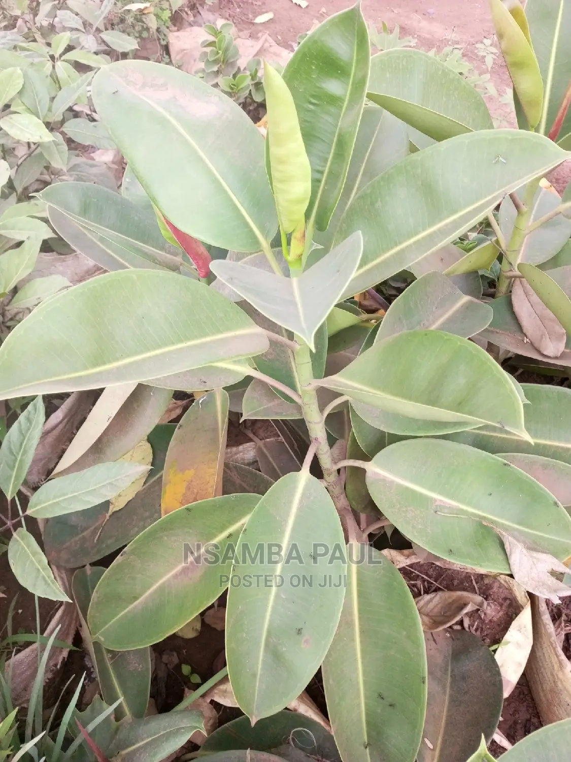 Rubber Plants