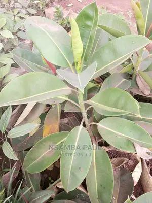 Rubber Plants
