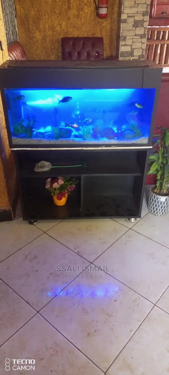 Nice Looking Aquarium Black Colour