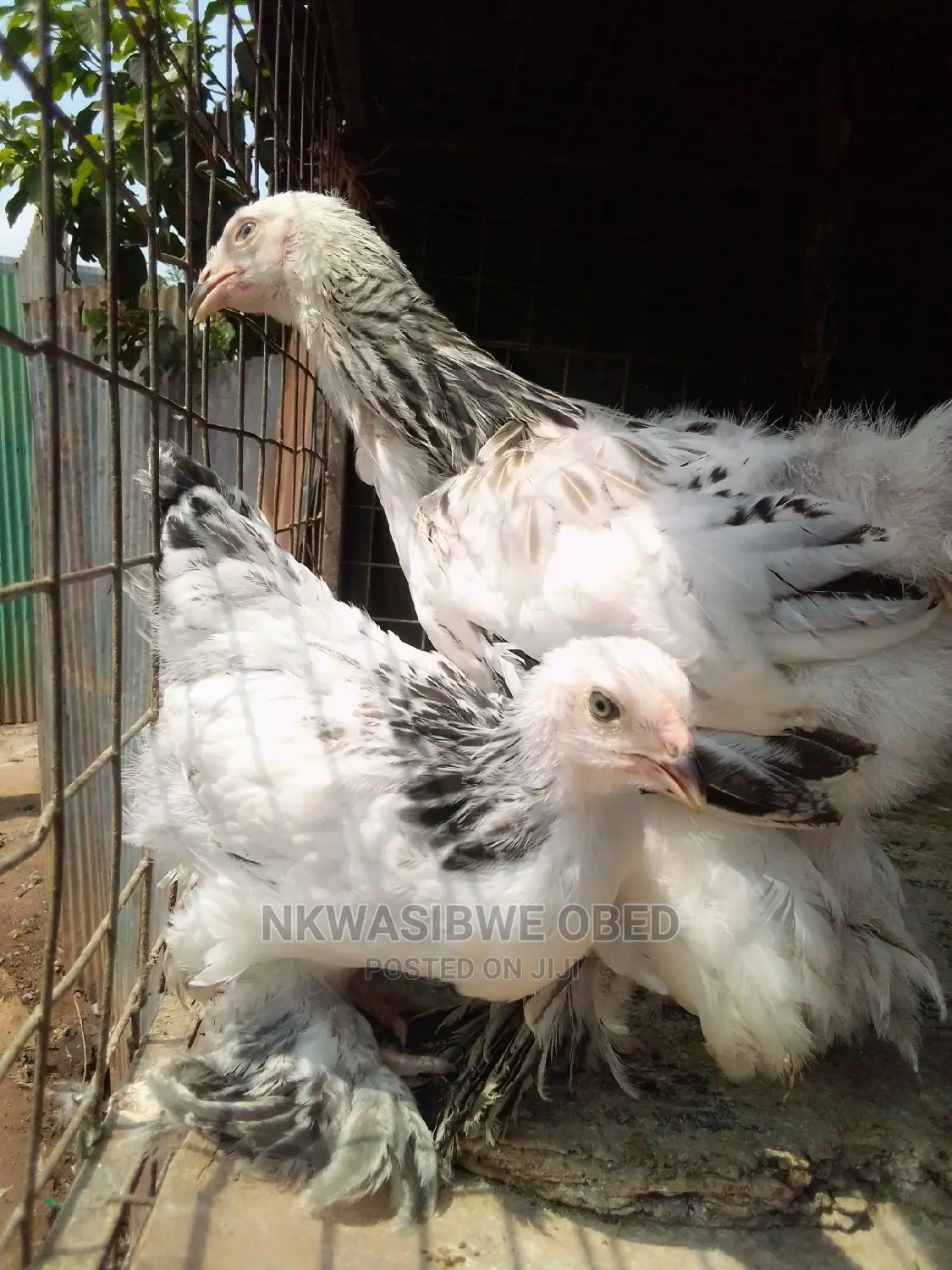 American Brahma Chicken